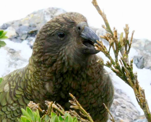 New Zealand government poisons kea