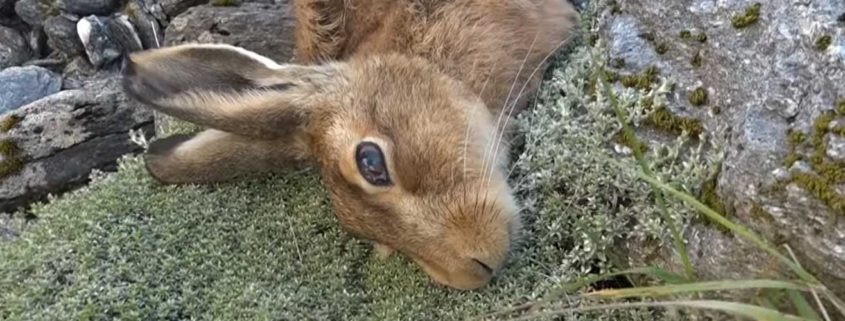 New Zealand poisoned wildlife