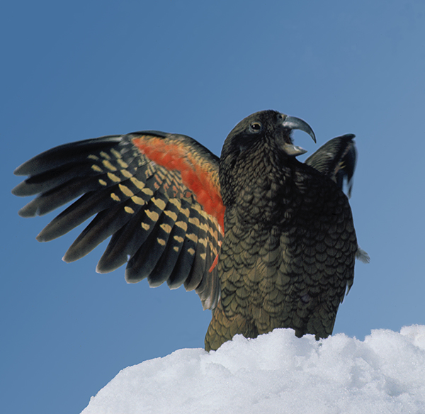 The Kea, the world's only mountain parrot, needs your help! | 1080 Science