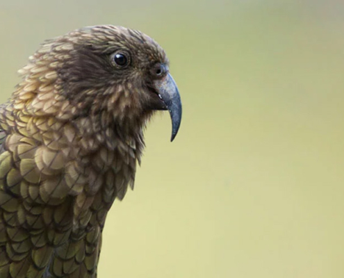 NZ Kea