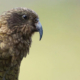 NZ Kea