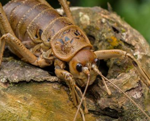 NZ weta poisoned