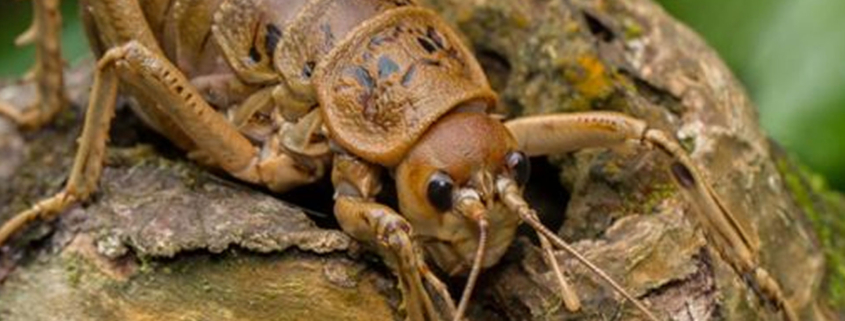 NZ weta poisoned