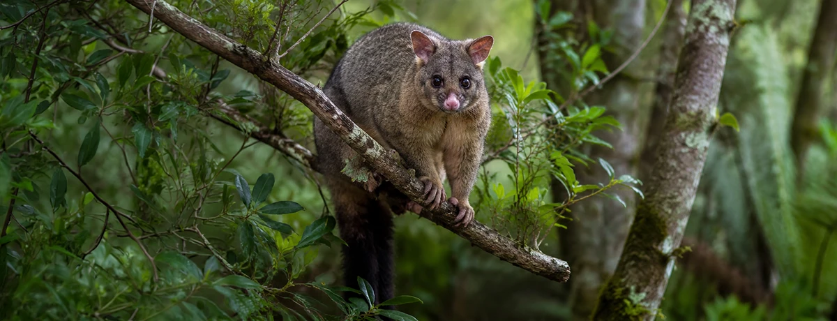 nz_possum