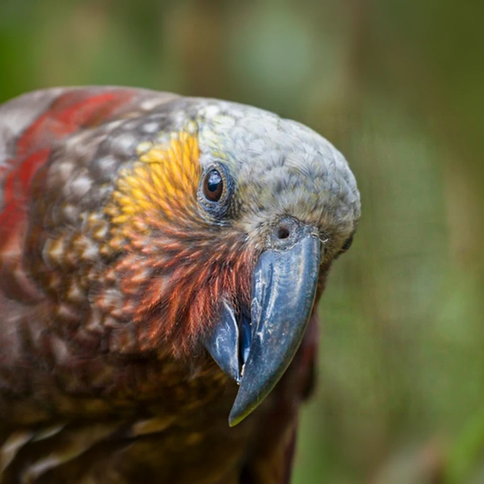 Close-up of a kea, with grey feathers, an orange cheek and a long dark beak.